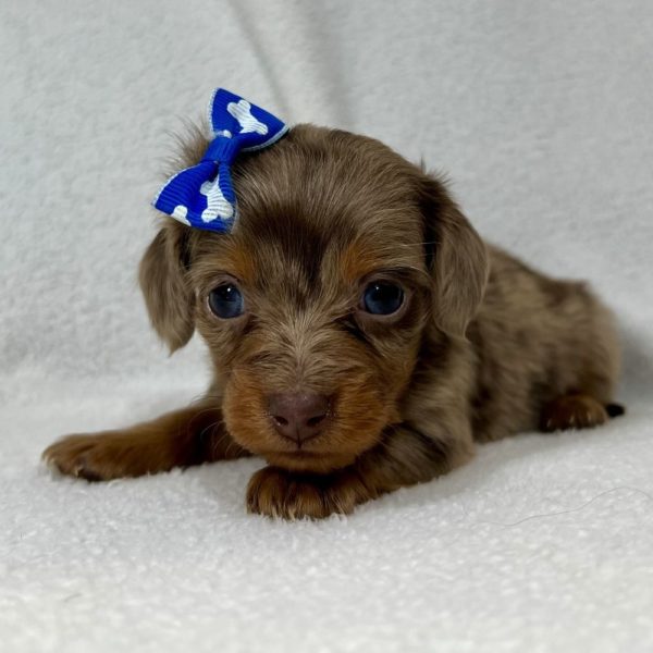 Mini Dachshund Puppy for Sale