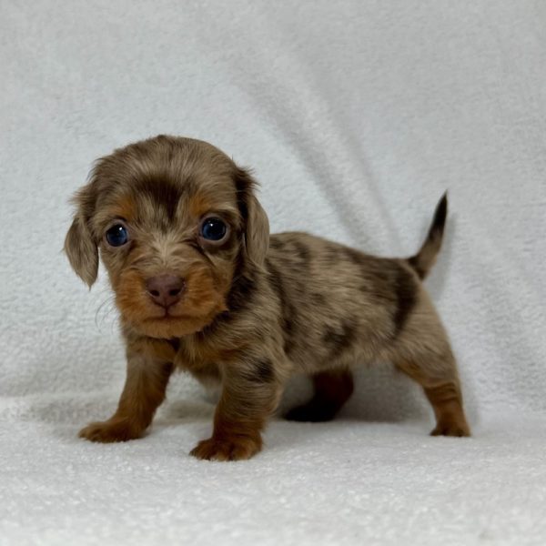 Mini Dachshund Puppy for Sale