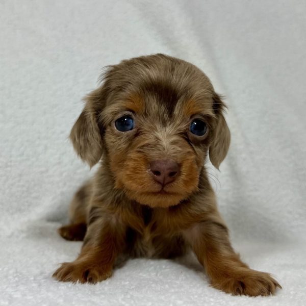 Mini Dachshund Puppy for Sale