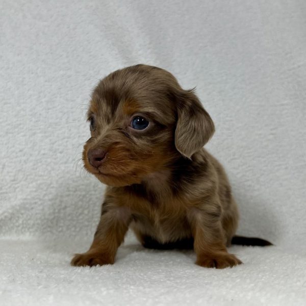 Mini Dachshund Puppy for Sale