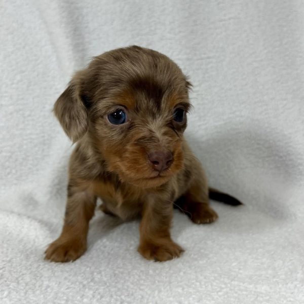 Mini Dachshund Puppy for Sale