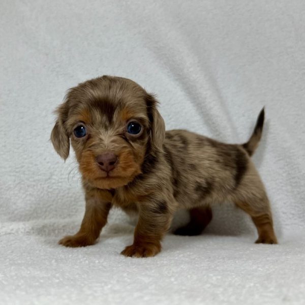 Mini Dachshund Puppy for Sale