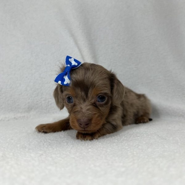 Mini Dachshund Puppy for Sale