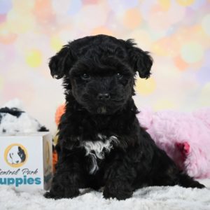 Yorkiepoo Puppy for Sale