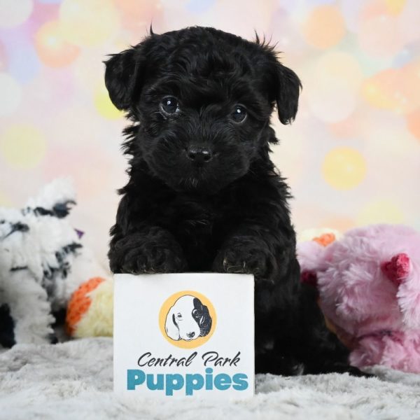 Yorkiepoo Puppy for Sale