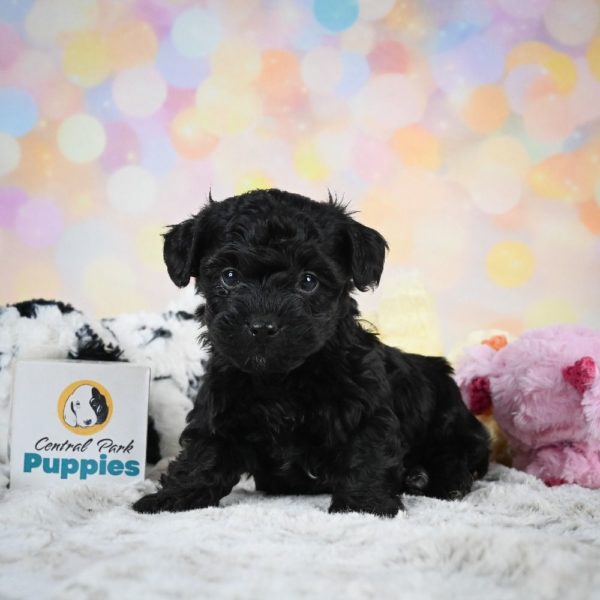 Yorkiepoo Puppy for Sale