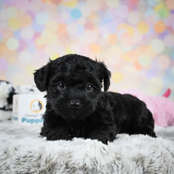 Yorkiepoo Puppy for Sale