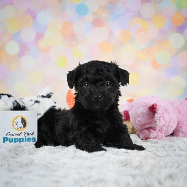 Yorkiepoo Puppy for Sale