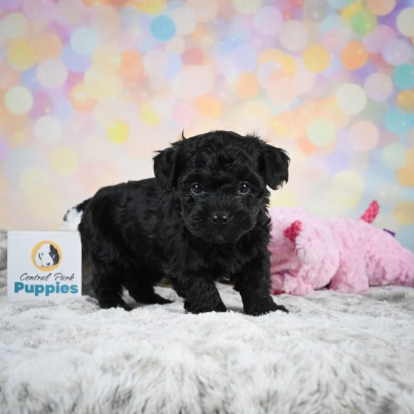 Yorkiepoo Puppy for Sale