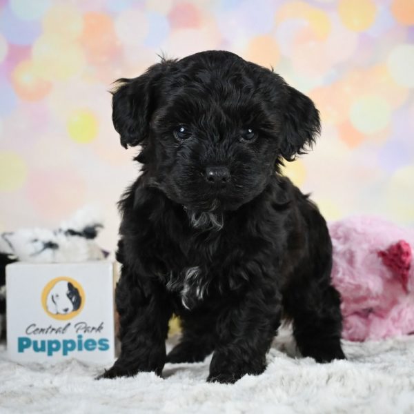 Yorkiepoo Puppy for Sale