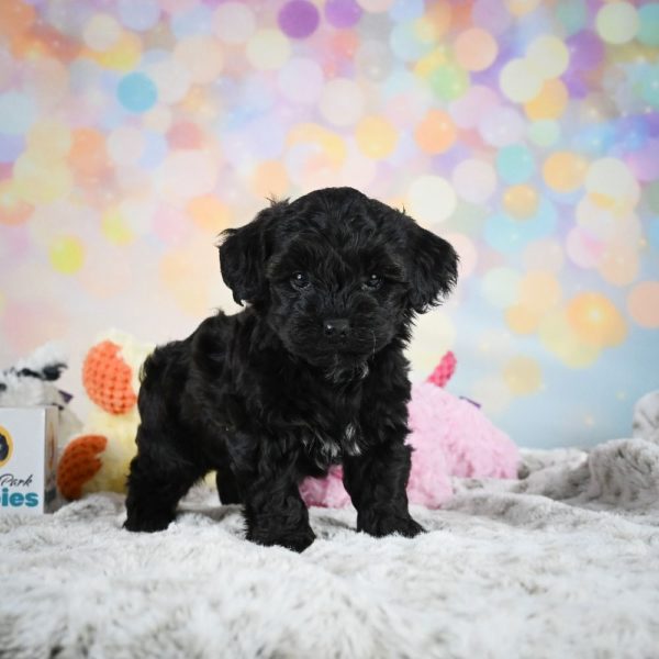 Yorkiepoo Puppy for Sale