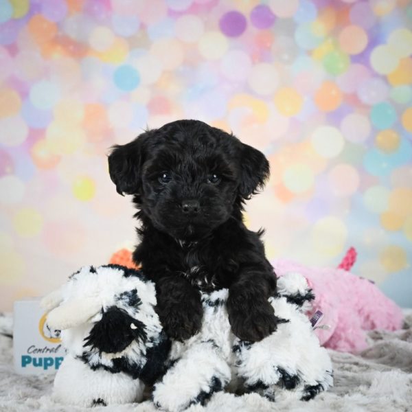 Yorkiepoo Puppy for Sale