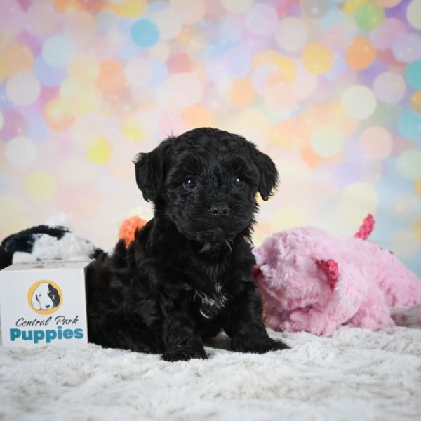 Yorkiepoo Puppy for Sale