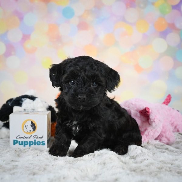 Yorkiepoo Puppy for Sale