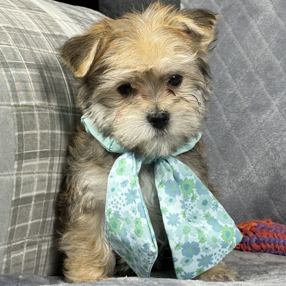 F1 Morkie Puppy for Sale in NYC