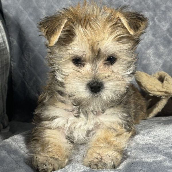 F1 Morkie Puppy for Sale