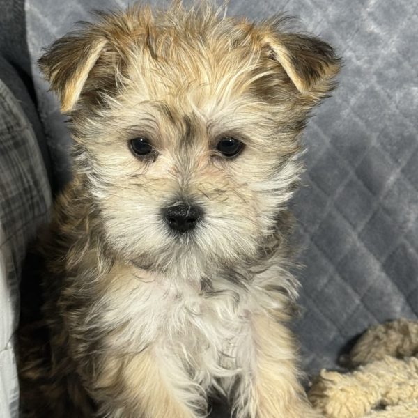 F1 Morkie Puppy for Sale