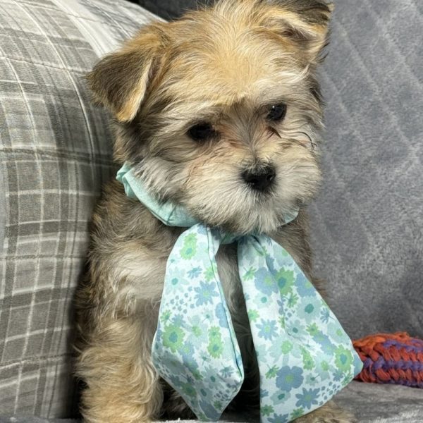 F1 Morkie Puppy for Sale