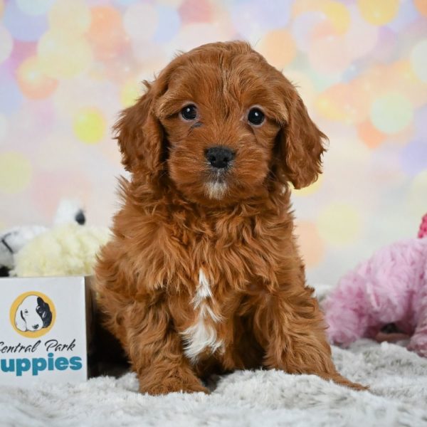 F1 Cavapoo Puppy for Sale