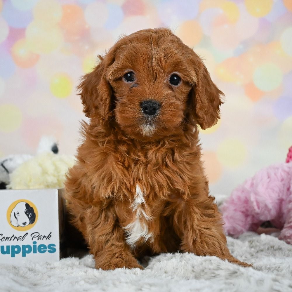 F1 Cavapoo Puppy for Sale in NYC