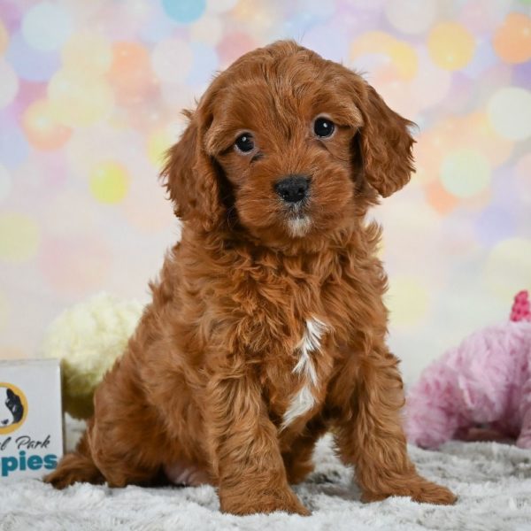 F1 Cavapoo Puppy for Sale