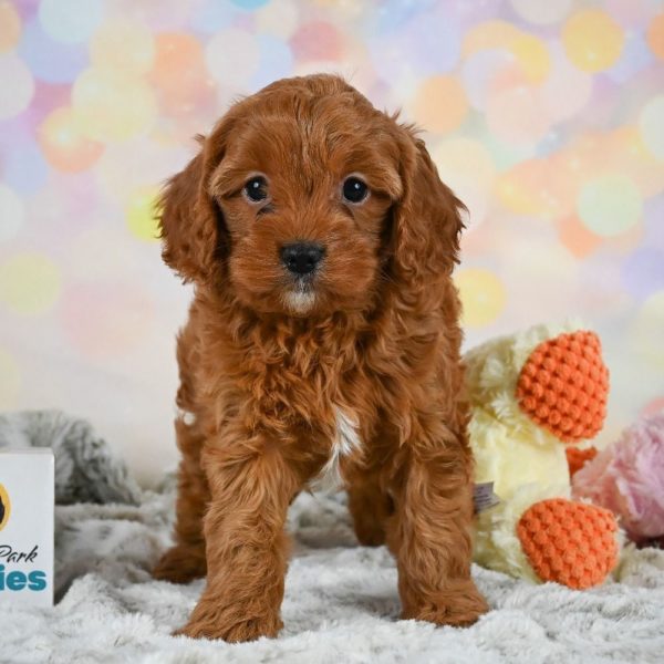 F1 Cavapoo Puppy for Sale