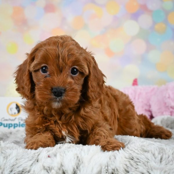 F1 Cavapoo Puppy for Sale