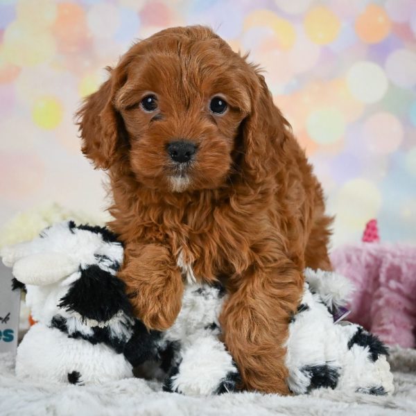 F1 Cavapoo Puppy for Sale