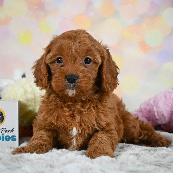 F1 Cavapoo Puppy for Sale