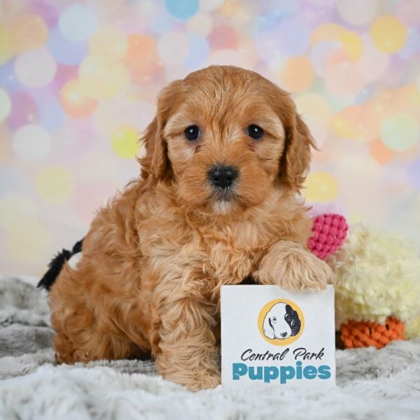 F1 Cavapoo Puppy for Sale