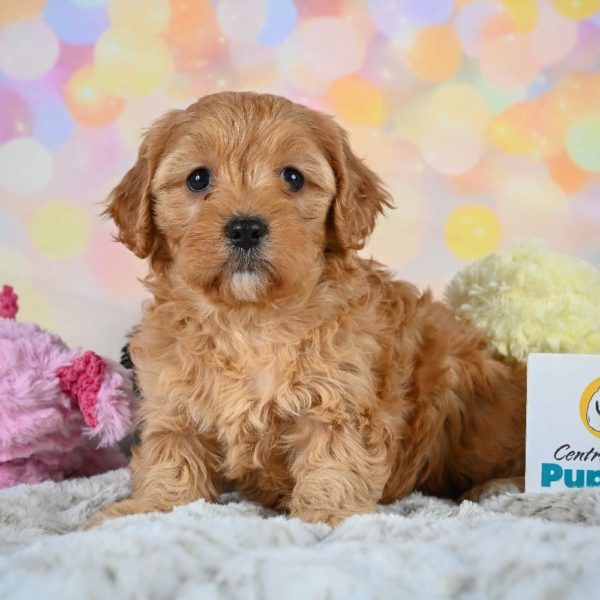 F1 Cavapoo Puppy for Sale