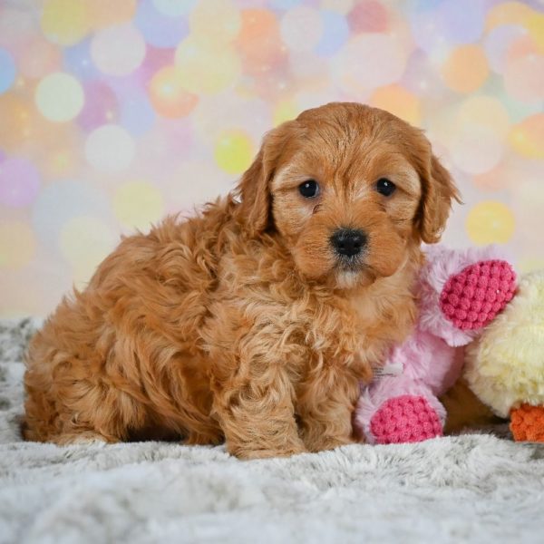 F1 Cavapoo Puppy for Sale