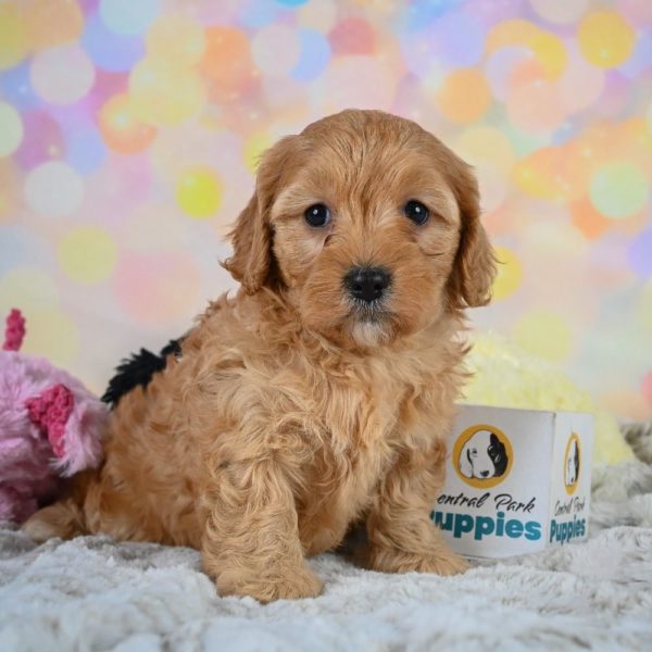 F1 Cavapoo Puppy for Sale