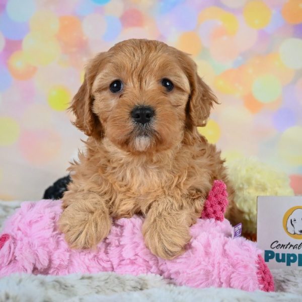 F1 Cavapoo Puppy for Sale