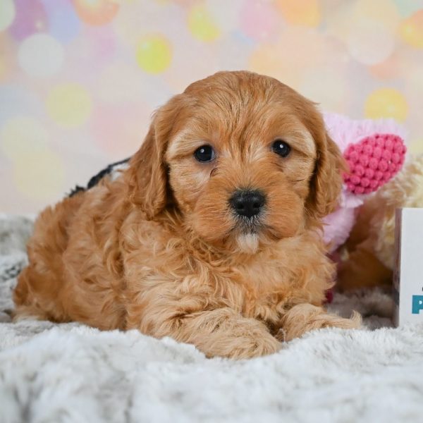 F1 Cavapoo Puppy for Sale