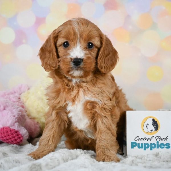 F1 Cavapoo Puppy for Sale