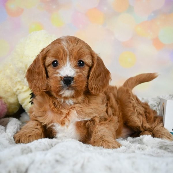 F1 Cavapoo Puppy for Sale