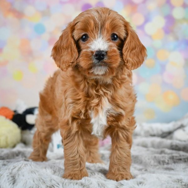 F1 Cavapoo Puppy for Sale