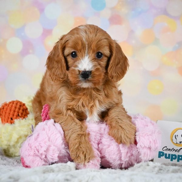 F1 Cavapoo Puppy for Sale