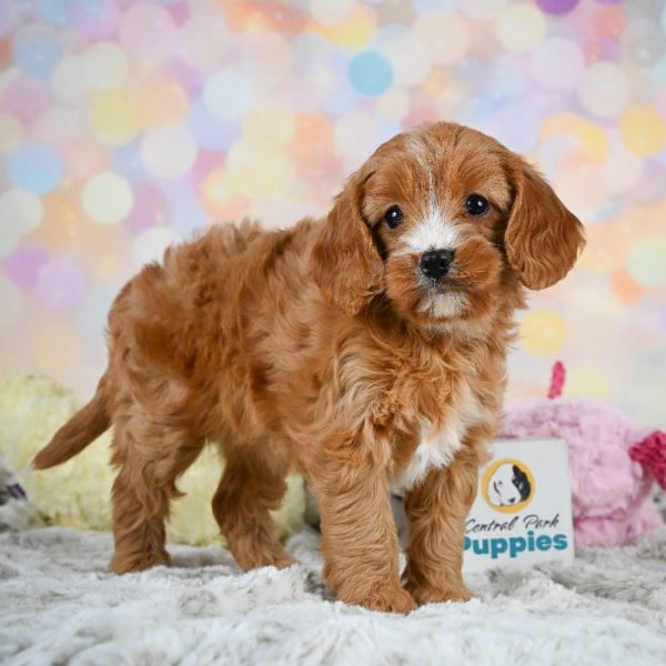 F1 Cavapoo Puppy for Sale