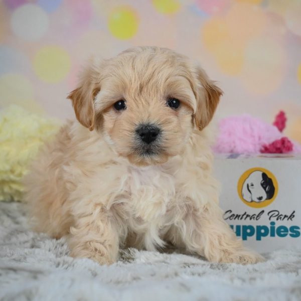 F1 Maltipoo Puppy for Sale