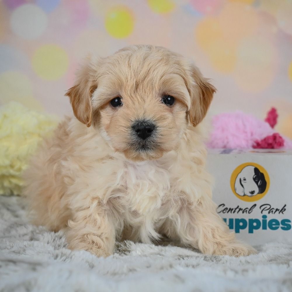 F1 Maltipoo Puppy for Sale in NYC