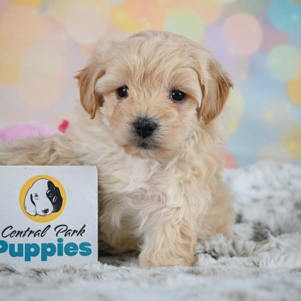 F1 Maltipoo Puppy for Sale