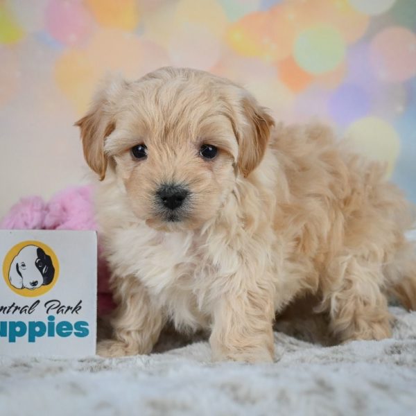 F1 Maltipoo Puppy for Sale