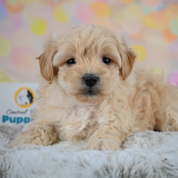 F1 Maltipoo Puppy for Sale