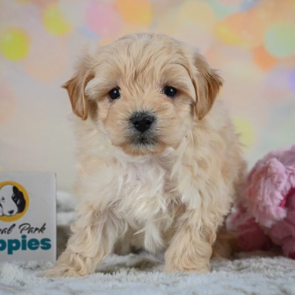 F1 Maltipoo Puppy for Sale