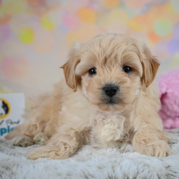 F1 Maltipoo Puppy for Sale