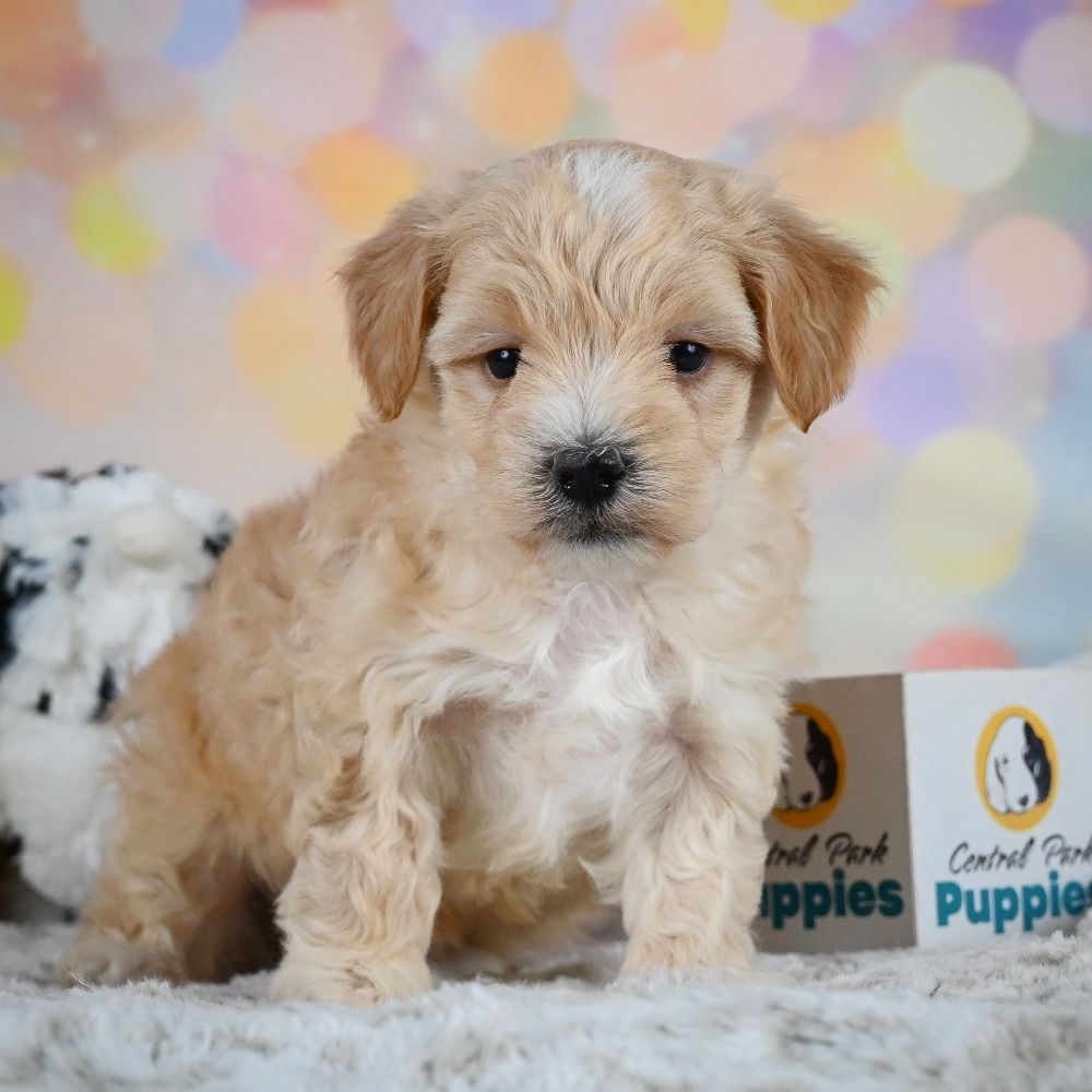 F1 Maltipoo Puppy for Sale in NYC