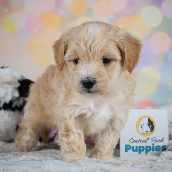 F1 Maltipoo Puppy for Sale