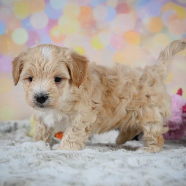 F1 Maltipoo Puppy for Sale